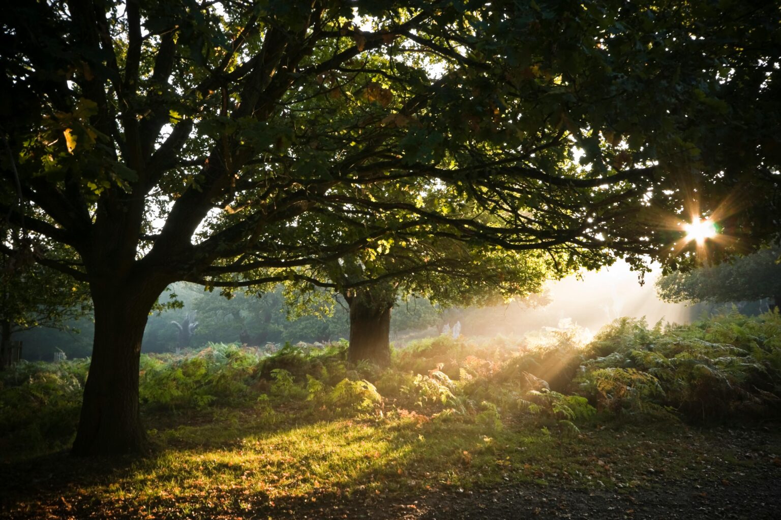 im Einklang mit der Natur leben ~ 8Wege, wie es dir gelingt!